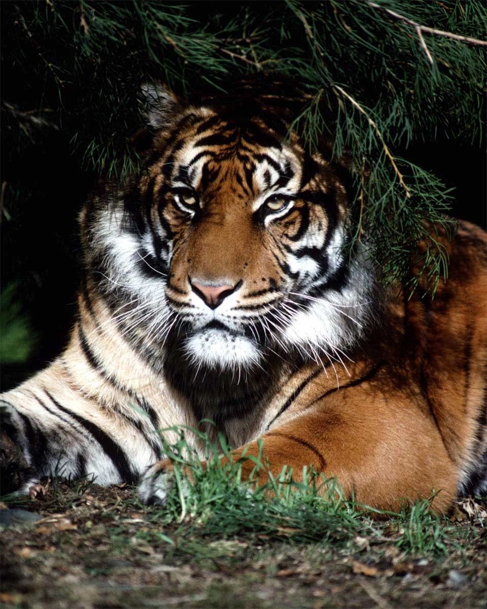 tigres